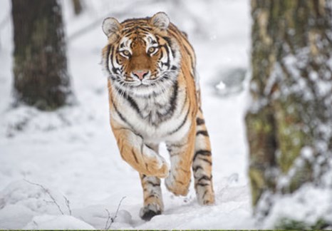 Amur Tiger at Kincraig