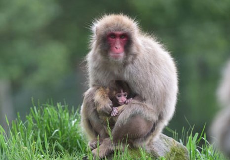 Japanese Macaques at Kincraig