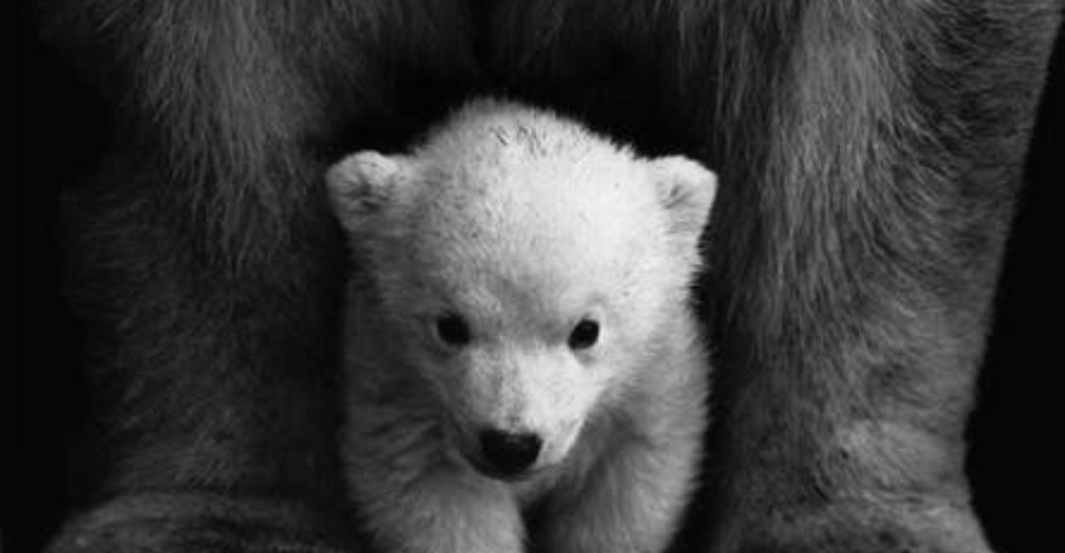 Hamish the Polar Bear
